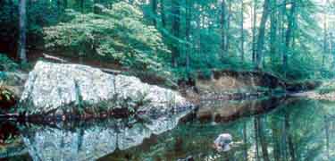 Quantico Creek Reflections